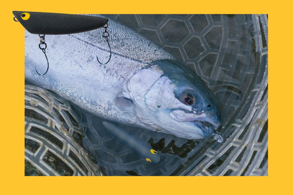 SHORES (ショアーズ)リップル エリアモデル　SRP52エリア